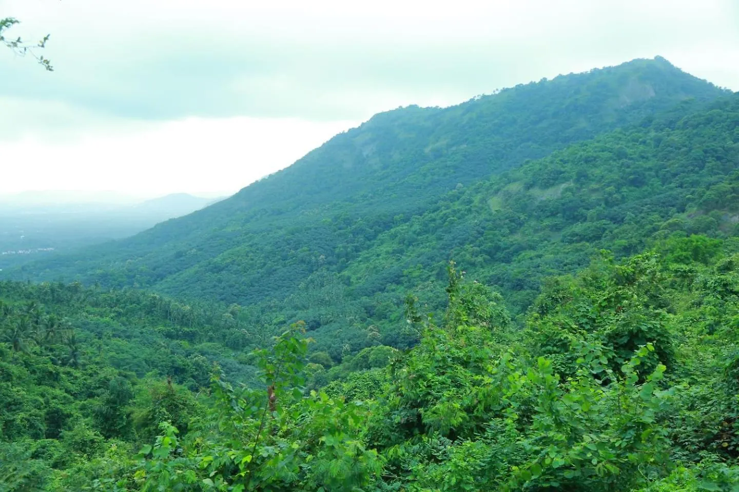 Whiteflower Mountain Resort Perintalmanna 印度